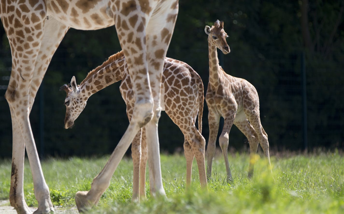 Rothschild giraffe female calfs Dorle, right, and Jule, background left, stand next to each other in the enclosure at "Tierpark" Zoo in Berlin, Germany, Tuesday, July 24, 2012. Dorle was born July 2, 2012, just 20 days after her half-sister Jule.