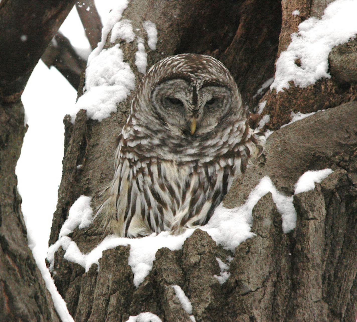 Barred owl