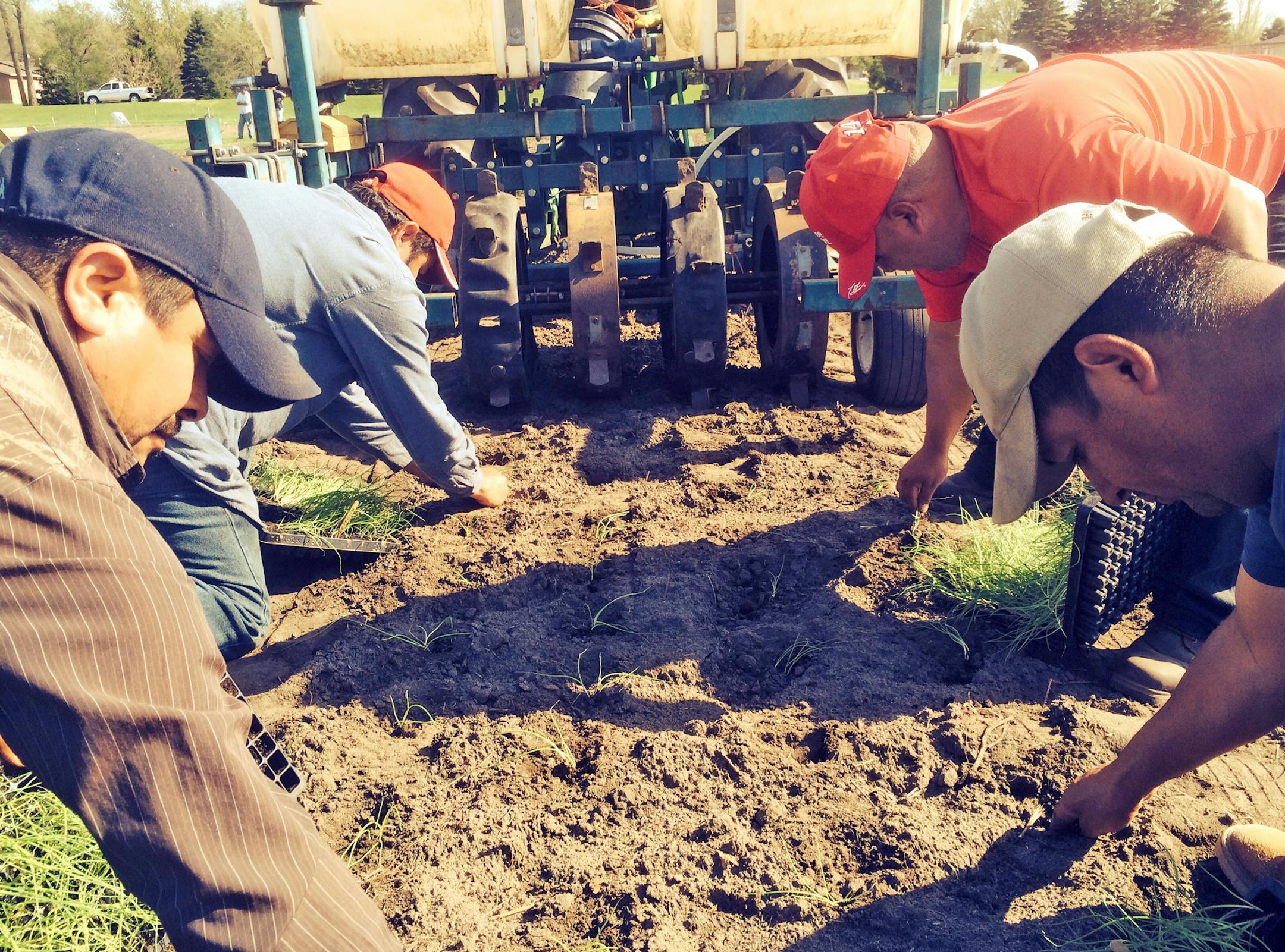 Members of the Agua Gorda cooperative plant onion seeds in Long Prairie, Minn. They work around full-time jobs, dreaming of owning their own farms.