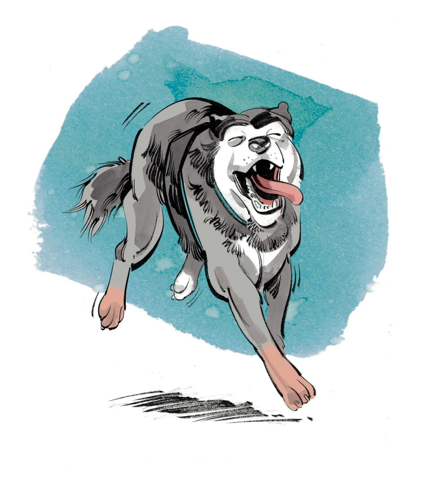 Illustration for sled dog package, Outdoors Weekend