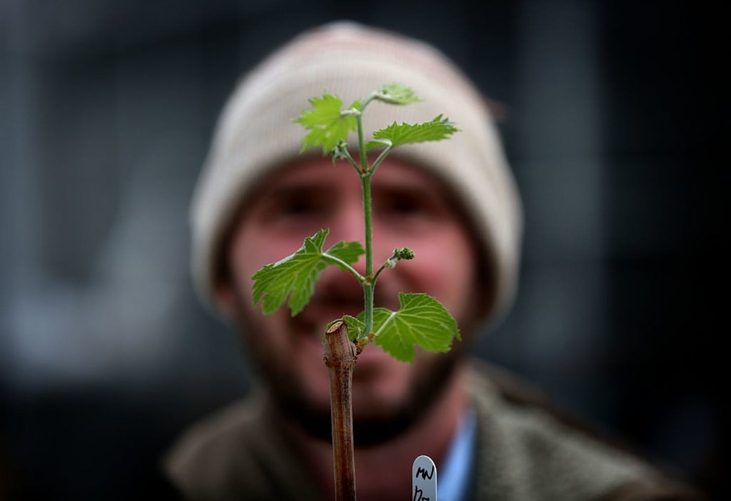 Vineyard manager John Thull displayed a vine cutting from which the Itasca variety of grape will grow.