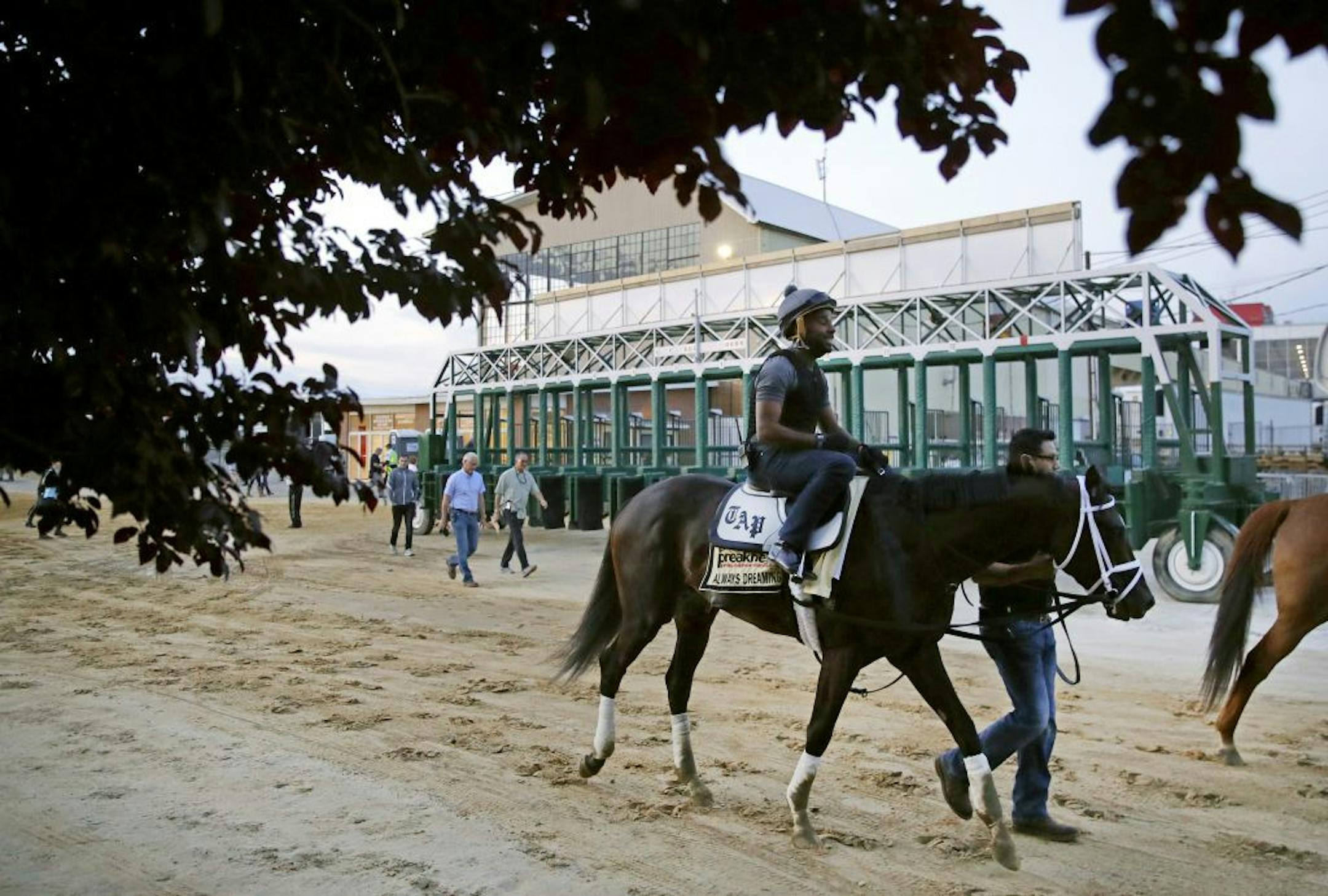 Kentucky Derby winner Always Dreaming, ridden by exercise rider Nick Bush, walks past the starting gates after a workout at Pimlico Race Course in Baltimore, Thursday, May 18, 2017. The Preakness Stakes horse race is scheduled to take place May 20.