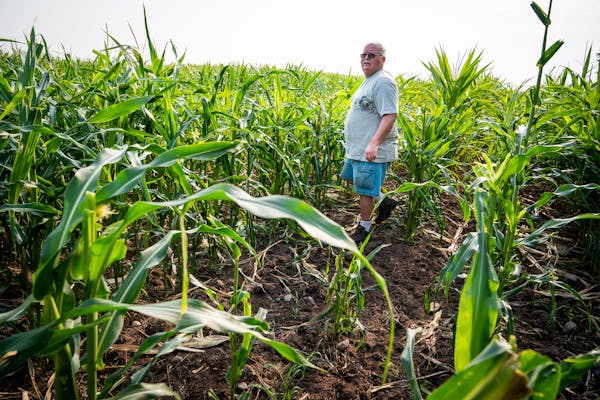 Steve Anderson surveyed an area of his corn crop partially eaten by deer, insects and affected by the drought, on his farm in Foley. 