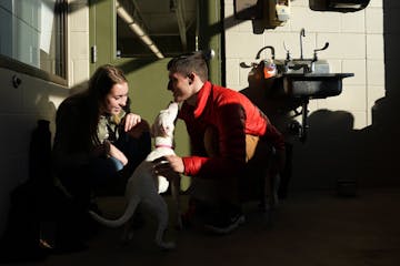 Andrew Reid and Jenna Loosbrock visited with Chanel, a 5-month-old pit bull-Labrador retriever mix at the Minneapolis Animal Care and Control center a