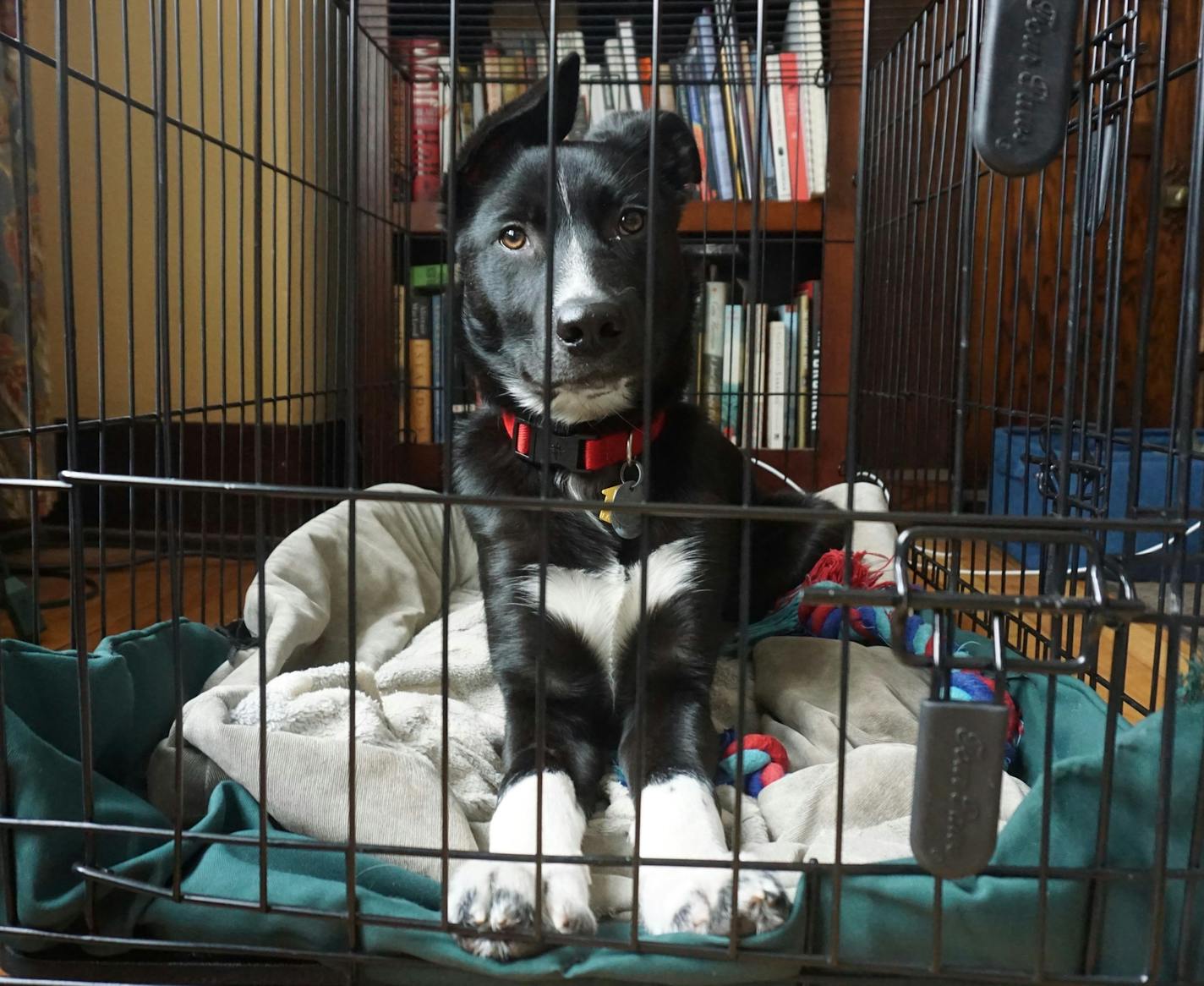 Though he spends plenty of time in the yard or sprawled on the couch, Angus is perfectly happy to hang out in his crate.