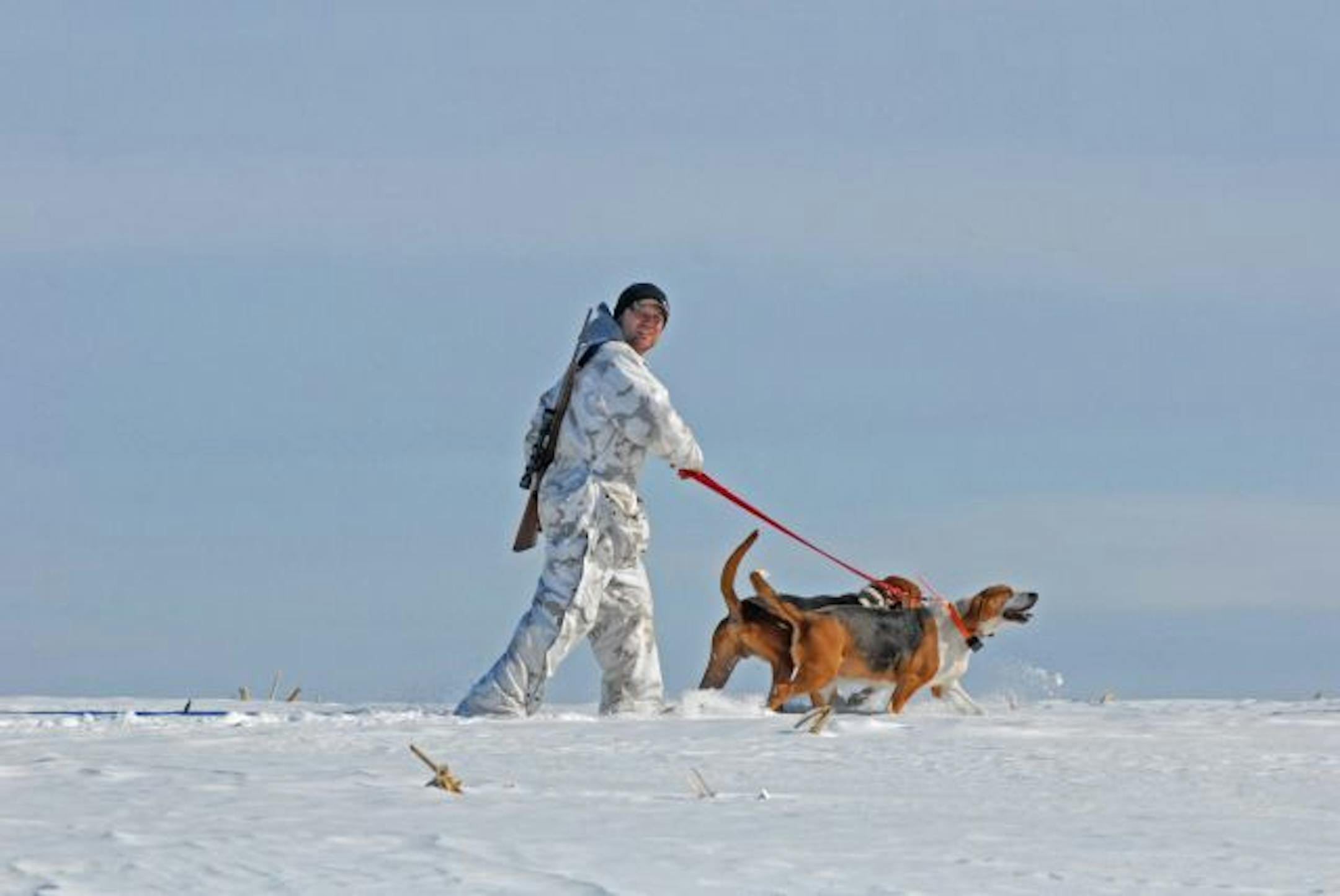 Jesse Hadler of Lake City, Minn., trailed two of his American foxhound as he prepared to put the dogs on the trail of a coyote. Hadler's dogs were among five that followed the coyote for nearly four hours.