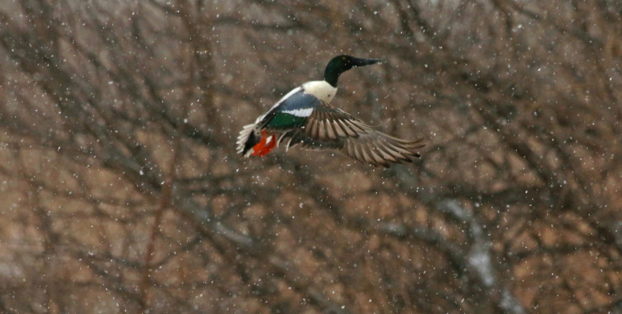 A drake shoveler rose on Wednesday in a snowstorm from a small pond near Lac qui Parle Wildlife Management Area in western Minnesota.
