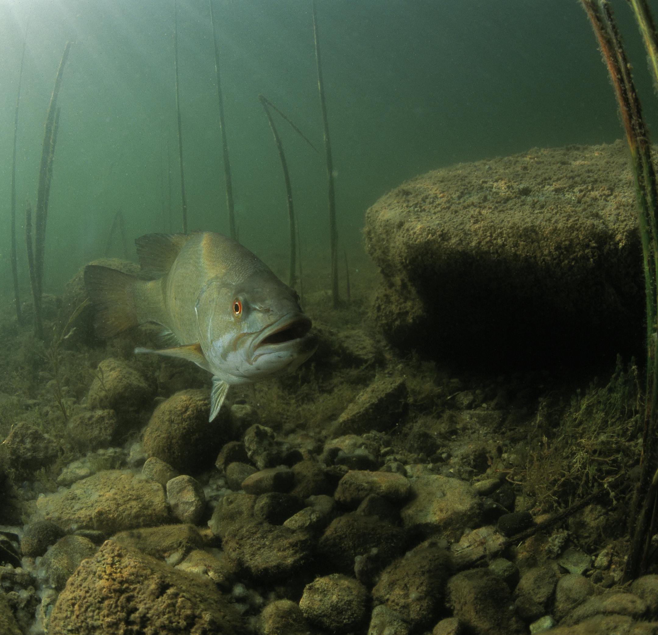 Smallmouth bass. One-time use.