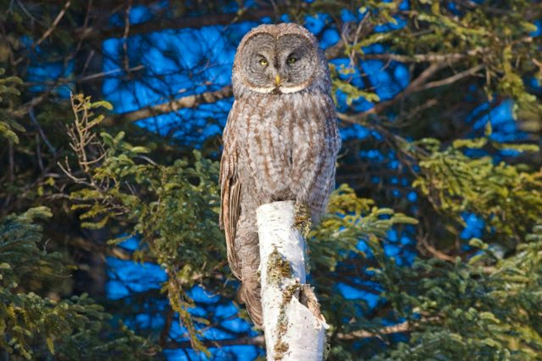 Great Gray Owls are wintering over in the region due to a lack of food in their normal Canadian hunting grounds. From the book "Picture Duluth," by Dennis O'Hara