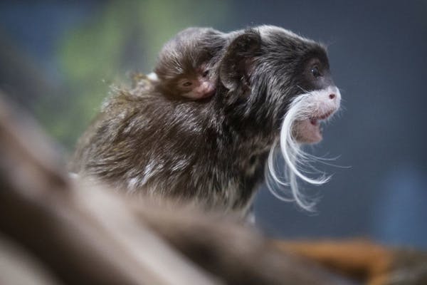 Emperor tamarin father Roger carries his newborn twins on his back at the Como Zoo.