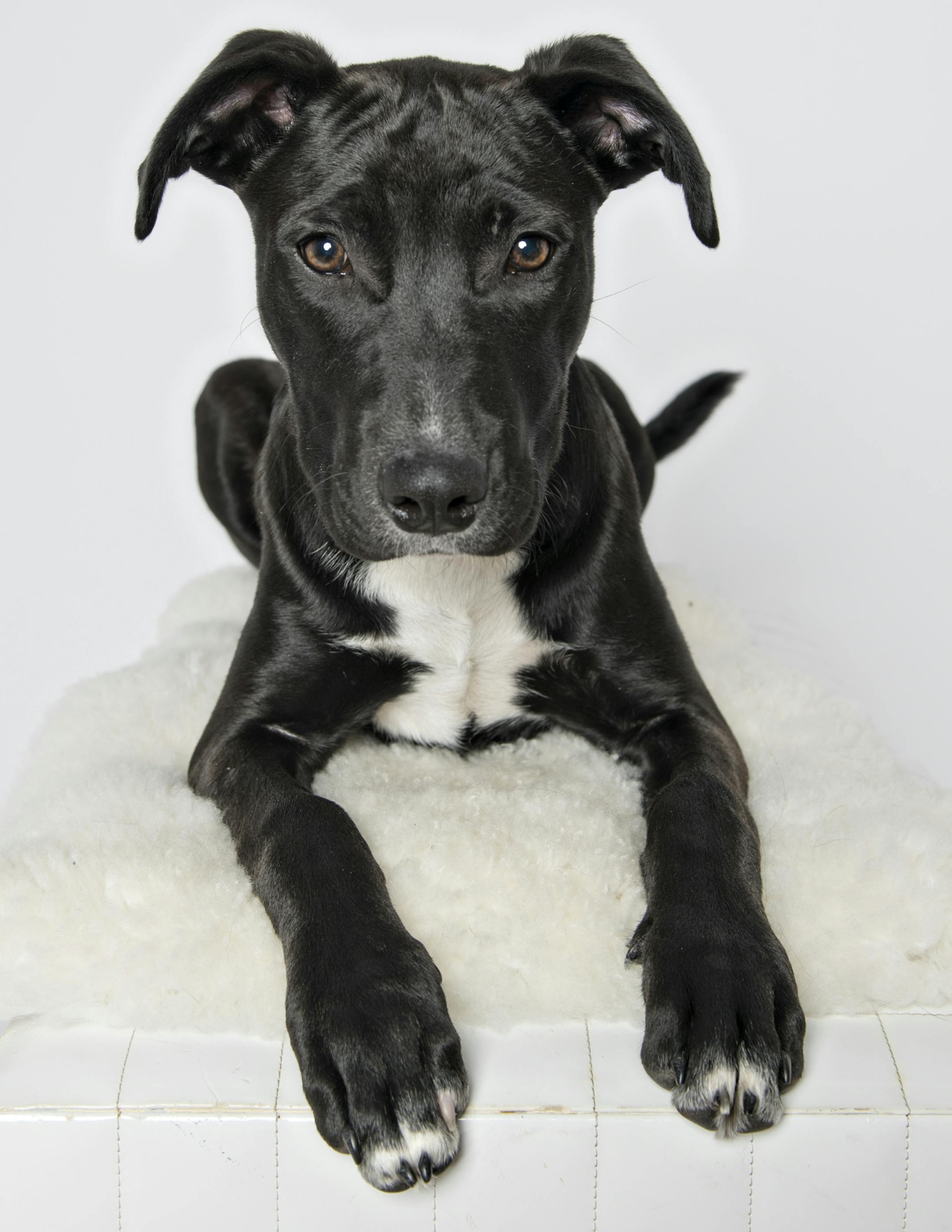 Moon is a five-month-old puppy who thinks life is a big, wonderful game. He is available through Wags & Whiskers.