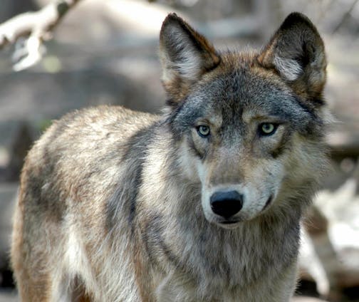 FILE - In this July 16, 2004, file photo, a gray wolf is seen at the Wildlife Science Center in Forest Lake, Minn.