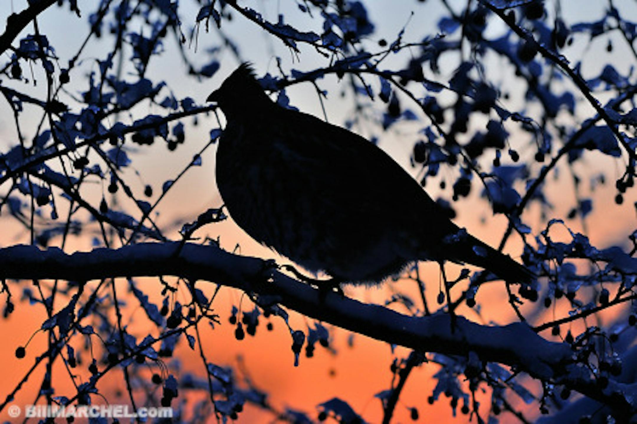 00515-073.19 Ruffed Grouse pauses while feeding on crab apples after recent snow fall clings to branches.  Hunt, silhouette, food, red splendor.