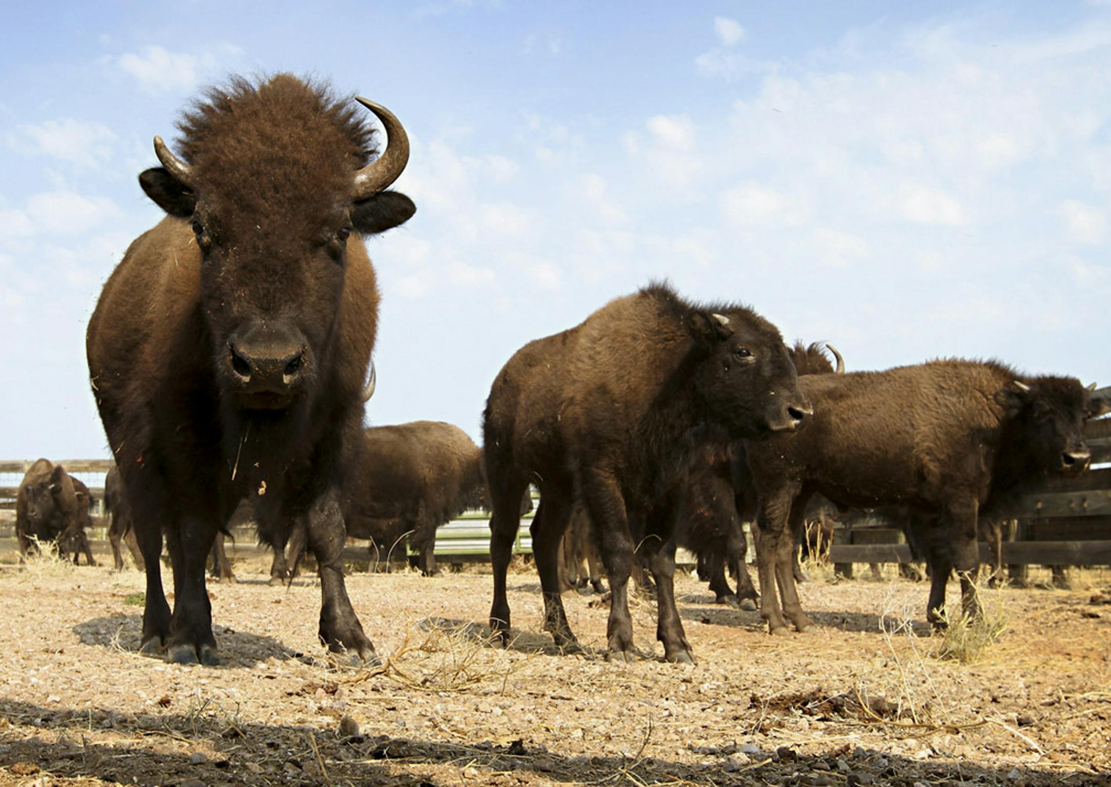 FILE - This Sept. 23, 2012 file photo shows bison in a state park in South Dakota. The yearís first case of animal anthrax in South Dakota has been confirmed in a bison herd in the state, home to the second-most cattle ranches in the country. But experts say there is little need to be alarmed because most livestock is vaccinated and the threat to humans is minimal in the U.S. thanks to meat-quality inspections and ranchers adept at dealing with the bacteria. (AP Photo/Amber Hunt, File) ORG