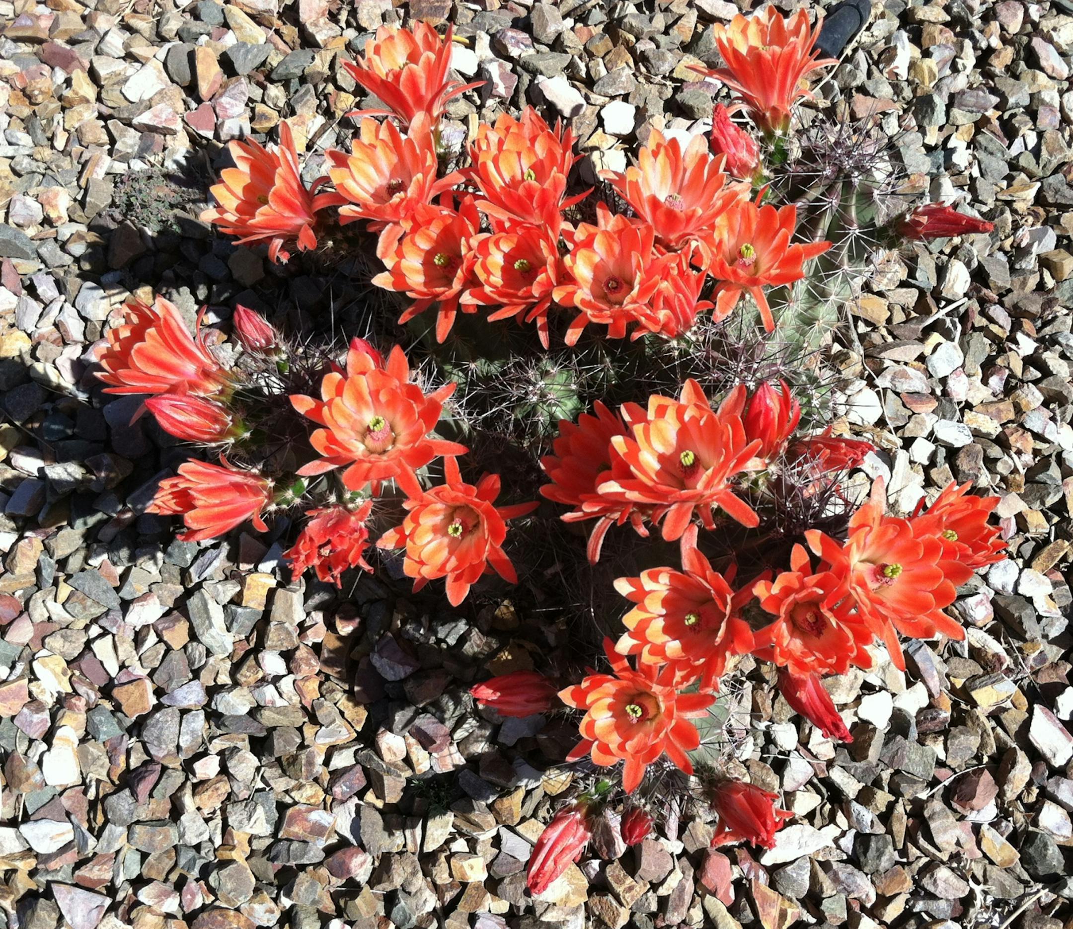 desert in bloom