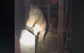 Inver Grove Heights police got an 11 p.m. call Friday, Feb. 8, 2019, from a resident who was apparently surprised to find a horse in her basement.