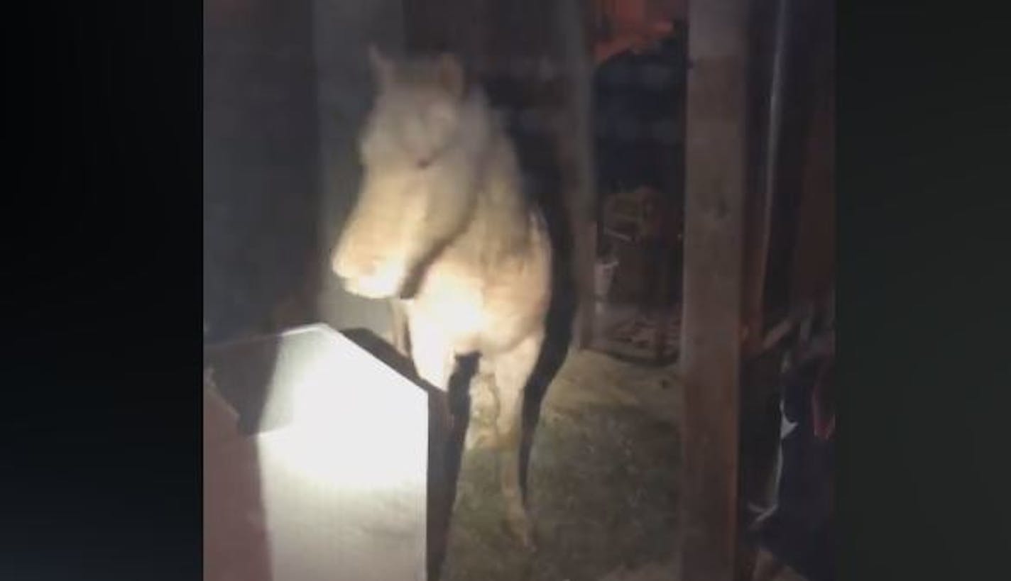 Inver Grove Heights police got an 11 p.m. call Friday, Feb. 8, 2019, from a resident who was apparently surprised to find a horse in her basement.