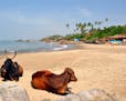 Cows share the sand with sunbathers on Vagator beach in Goa. (Katherine Rodeghier/Chicago Tribune/TNS) ORG XMIT: 1182316