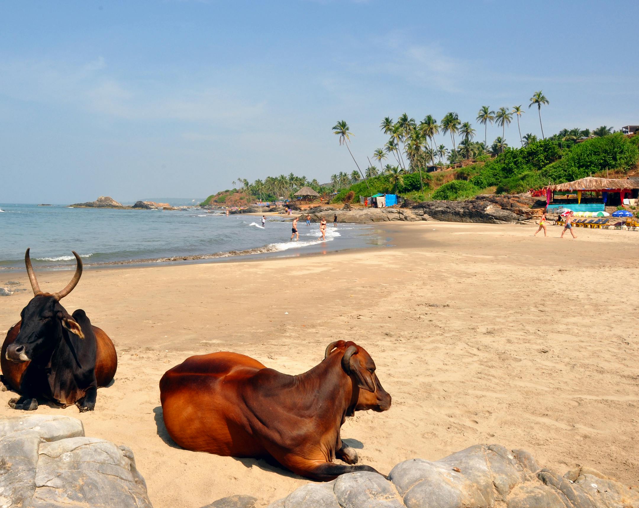 Cows share the sand with sunbathers on Vagator beach in Goa. (Katherine Rodeghier/Chicago Tribune/TNS) ORG XMIT: 1182316