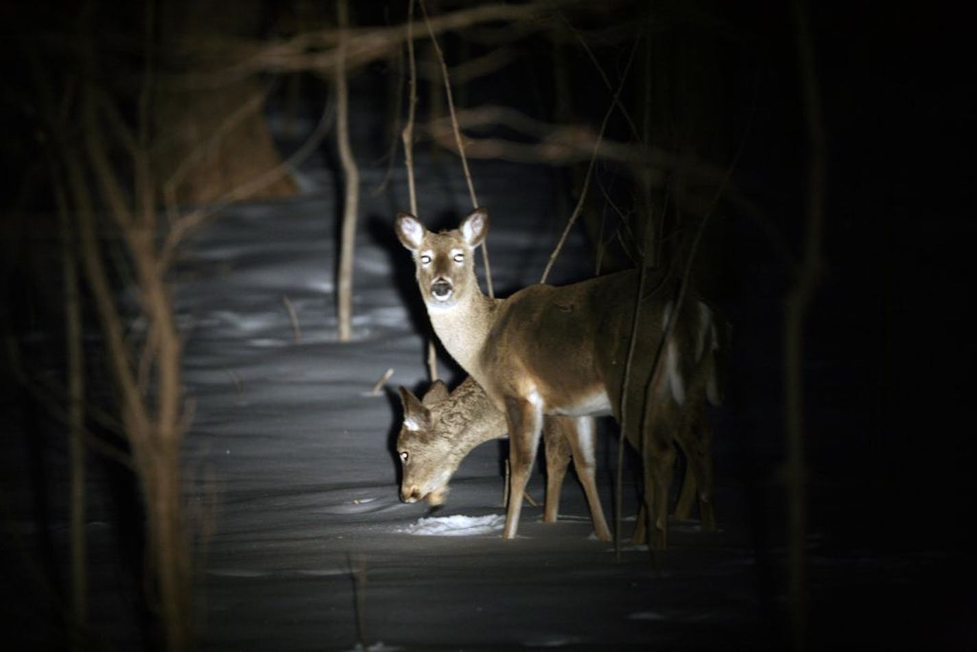 PHOTO ILLUSTRATION - Shining deer is legal in Minnesota.