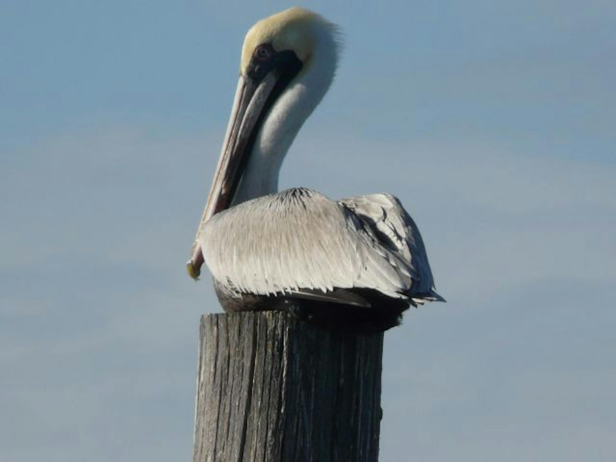 pelican, cedar keys, Fla.