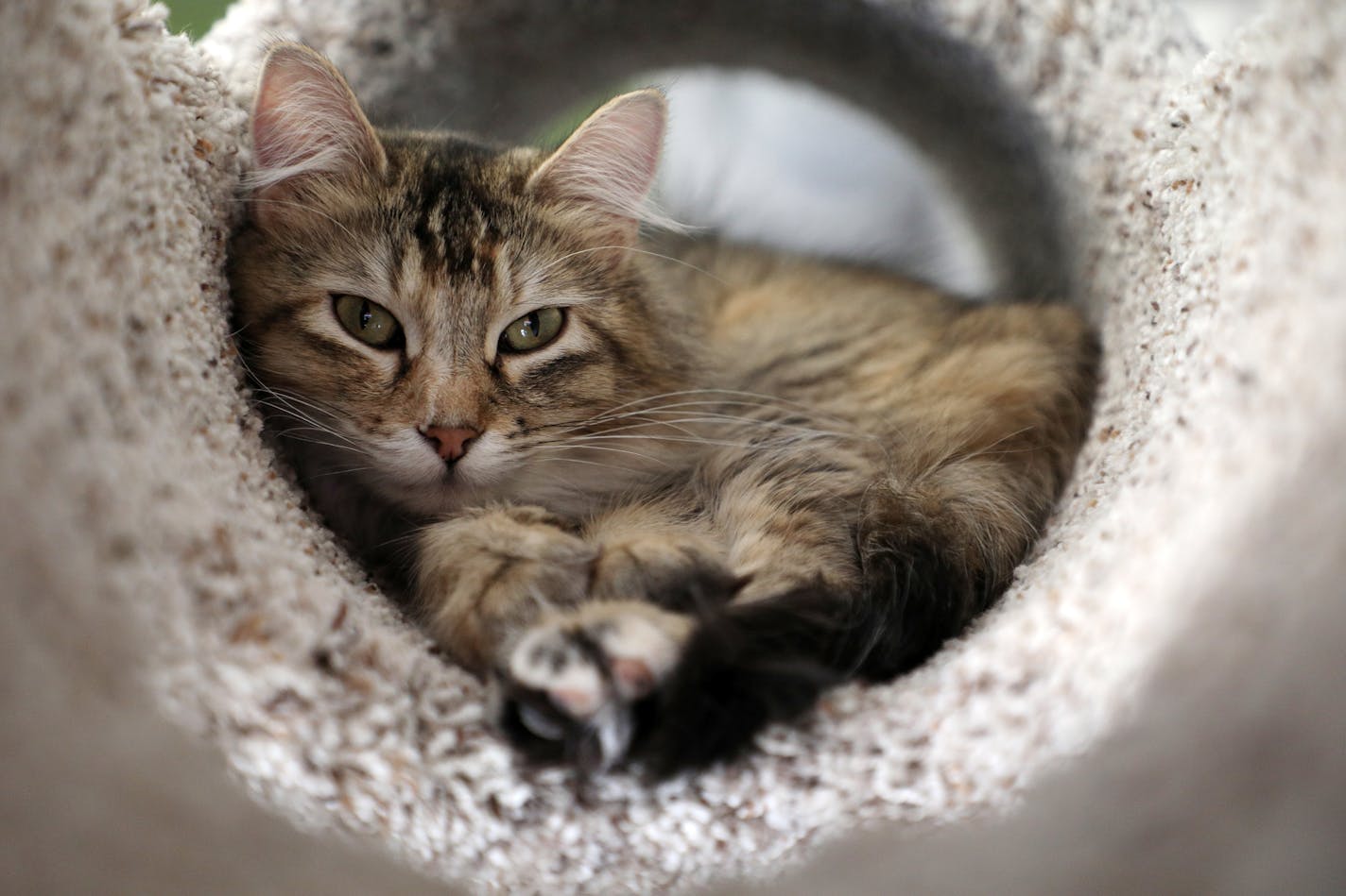 Thea the cat slept high on a perch out of reach of The Cafe Meow. ] ANTHONY SOUFFLE • anthony.souffle@startribune.com The Cafe Meow, a coffee shop that allows customers with reservations to mingle with adoptable cats held their grand opening Friday, Feb. 16, 2018 in Minneapolis. Unlike their counterparts in Europe and Japan The Café Meow cats are in a separate room from the café because of local codes and regulations. Customers can reserve time slots of a half hour through the café's website.