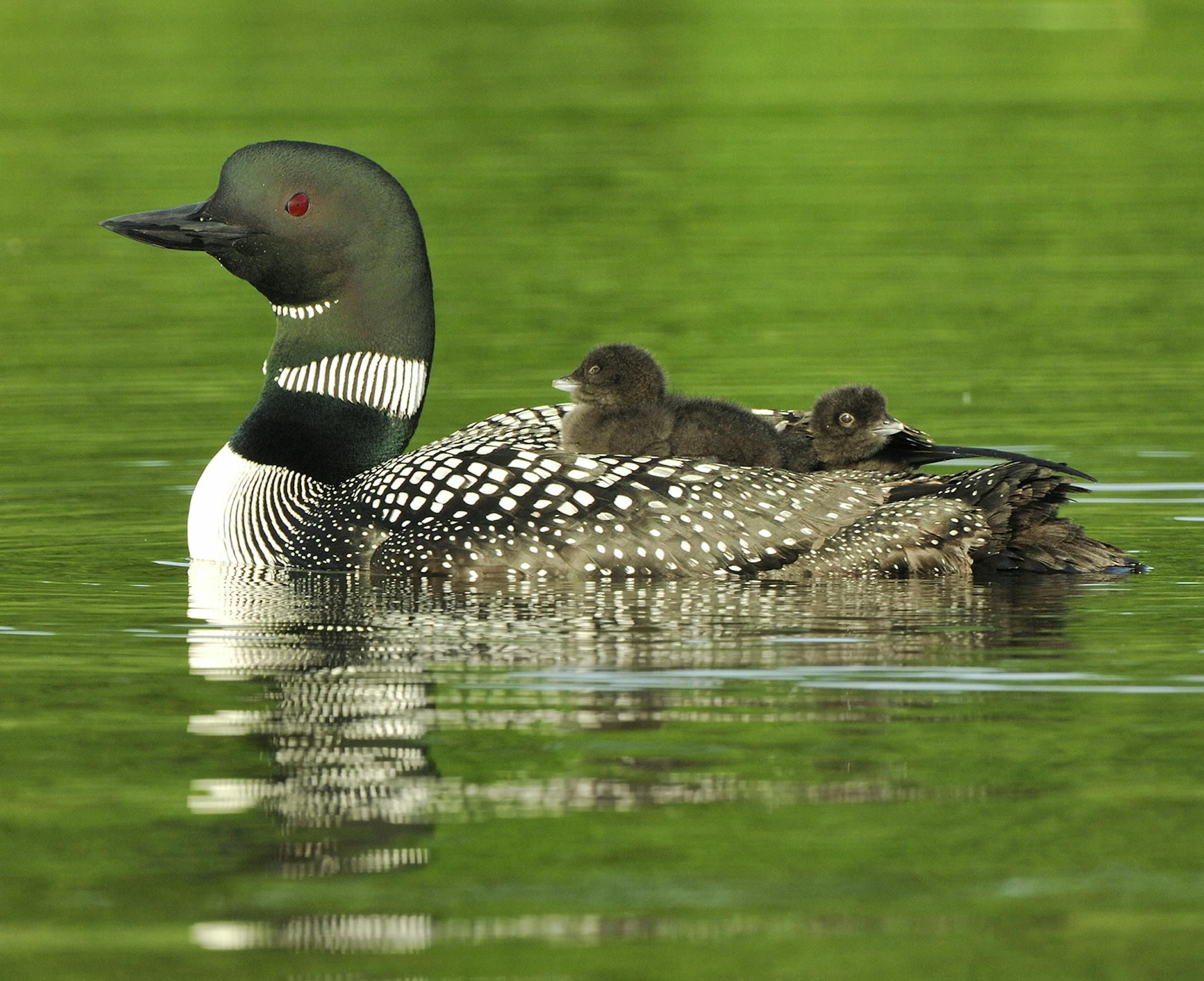 DO NOT USE! ONE-TIME USE WITH BILL MARCHEL COPY ONLY. Loon chicks oftentimes ride atop their parents backs. Both adults care for the young, feeding them minnows and small fish until the chicks are old enough to capture prey on their own.