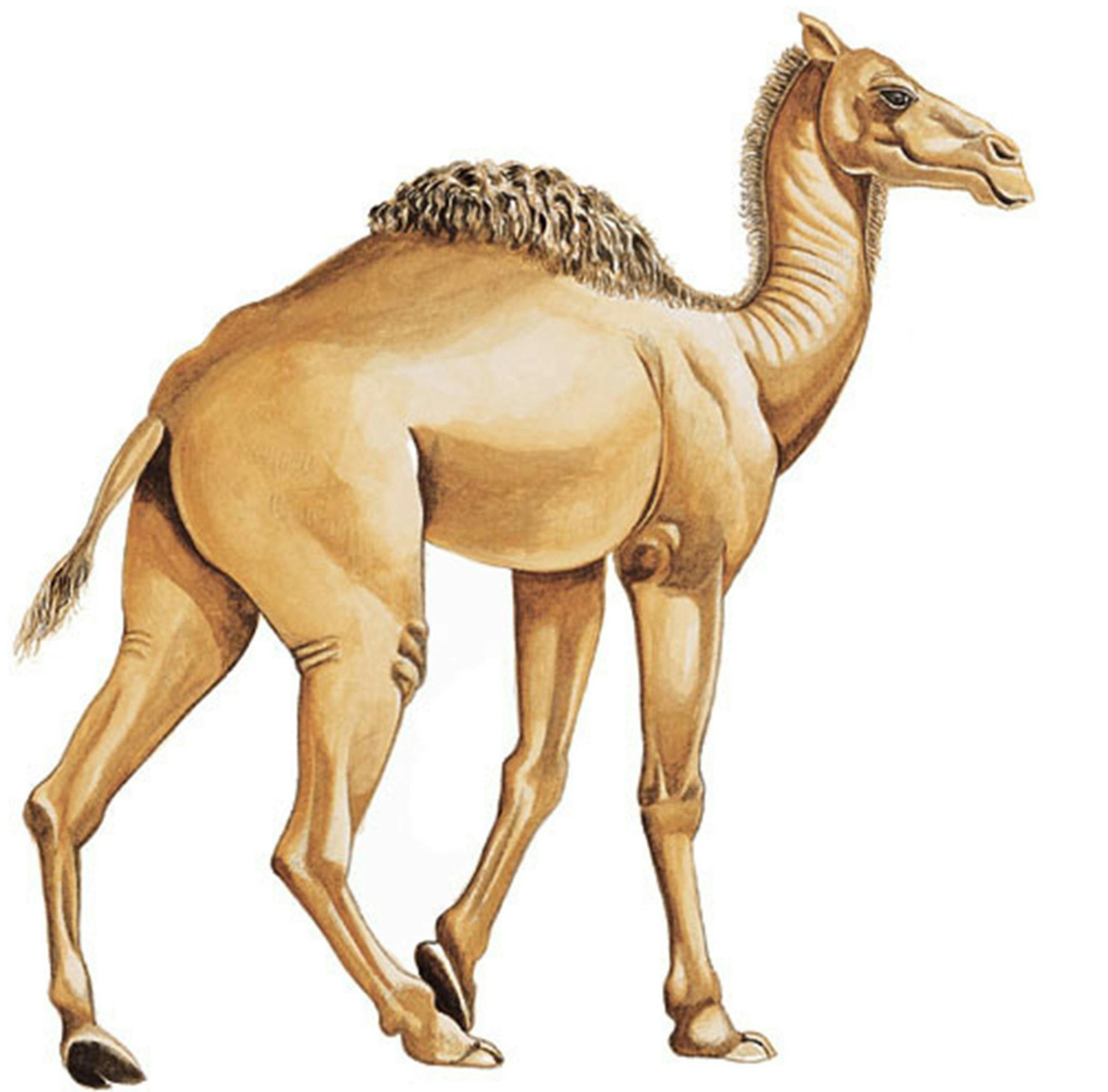 Robin Murphy/Orange County Register/MCT