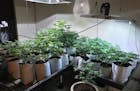 This marijuana-growing operation was busted in northwestern Wisconsin.