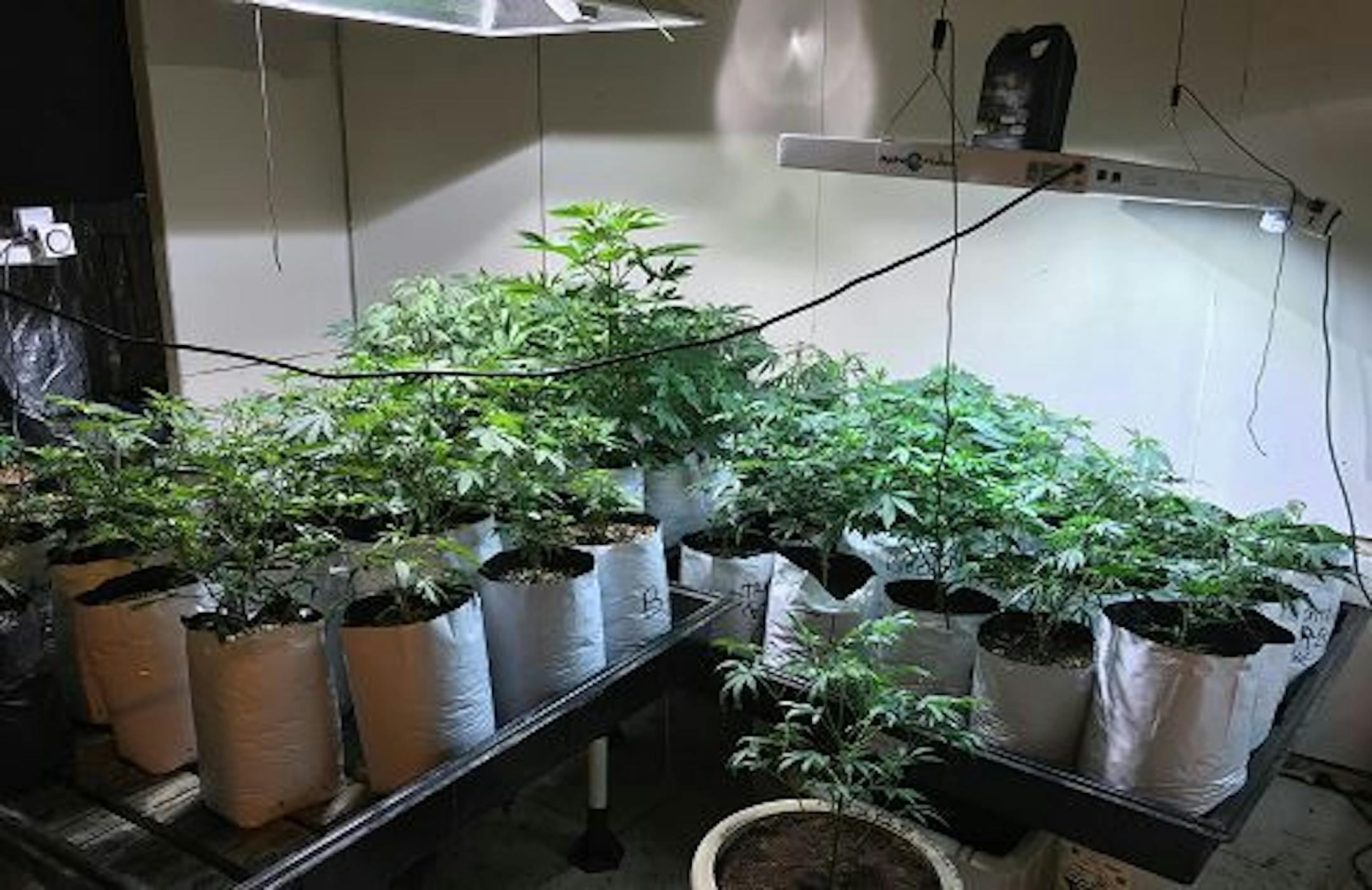 This marijuana-growing operation was busted in northwestern Wisconsin.
