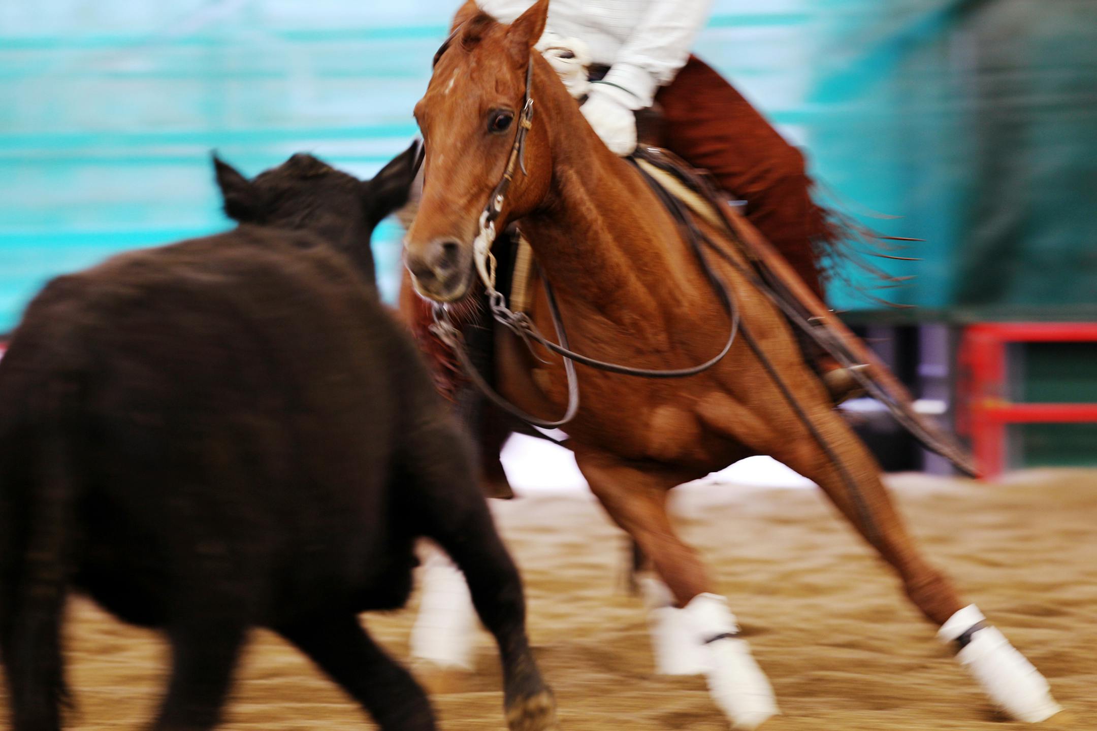 A rider tries to keep a cow away from the herd during the Sunrise River horse cutting competition hosted by the Minnesota Cutting Horse Association in the newly erected AgStar Arena at the State Fairgrounds, Sunday, May 20, 2012, in St. Paul. (Genevieve Ross/Special to the Star Tribune) ORG XMIT: MIN2013082011124817