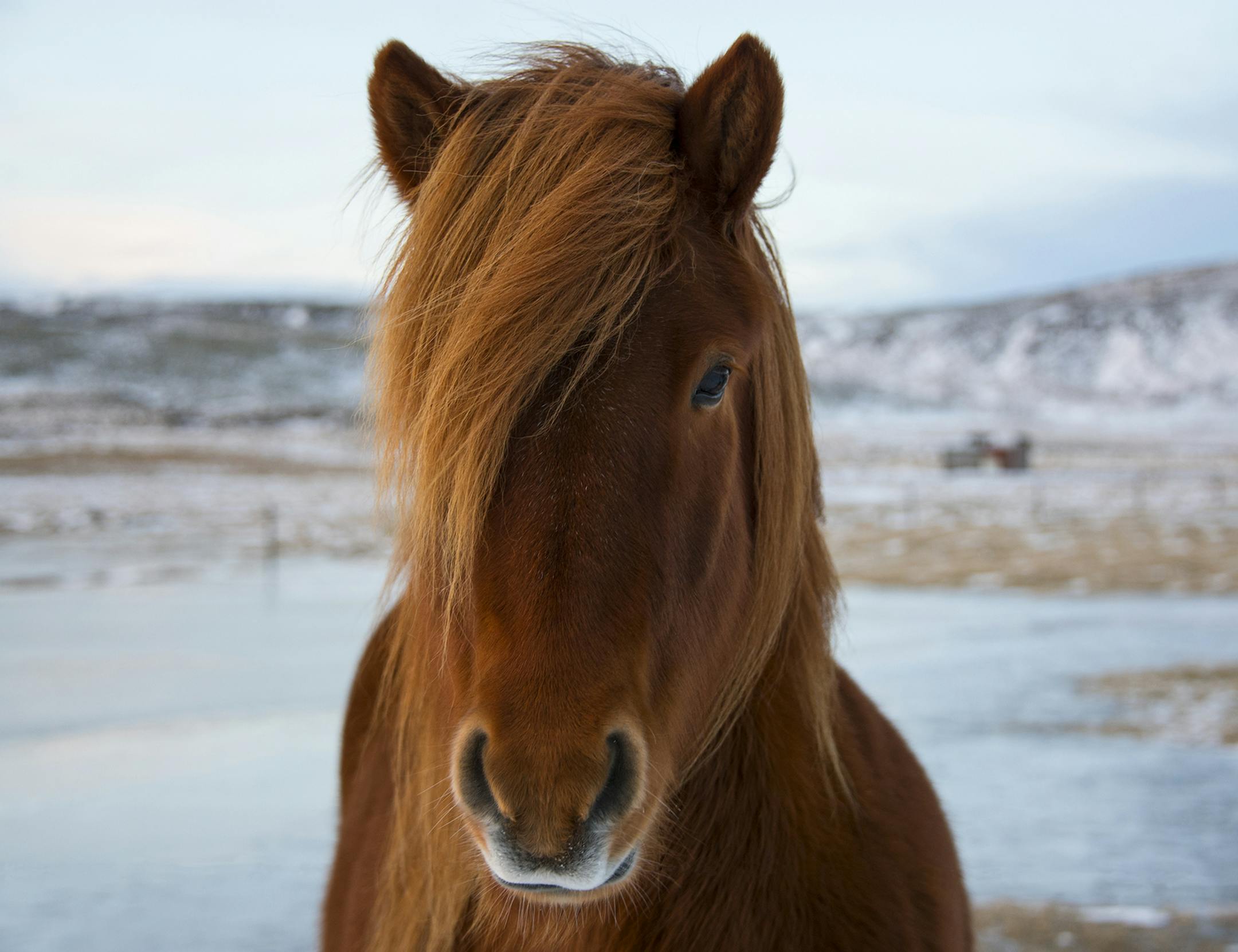 Taken near Selfoss, Iceland December 2017.
The Icelandic Horses are very inquisitive and friendly. If you stop and get
out of your vehicle, the horses come up to check you out within a minute.
The horses spend most of their time outside, even in Winter, so their coats get
kind of shaggy, but the forelock on this horse was especially striking. John Piepkorn