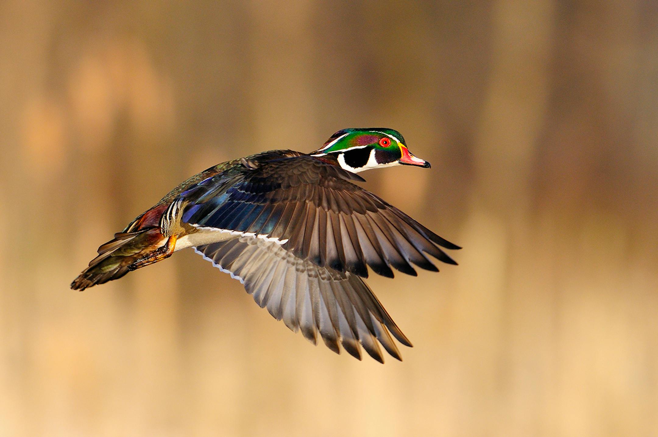 Adult drake wood ducks attain their nuptial plumage earlier than other duck species. Opening day hunters just might spot a fully plumed drake like this colorful specimen.
