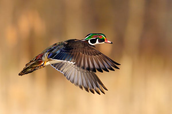 Adult drake wood ducks attain their nuptial plumage earlier than other duck species. Opening day hunters just might spot a fully plumed drake like thi