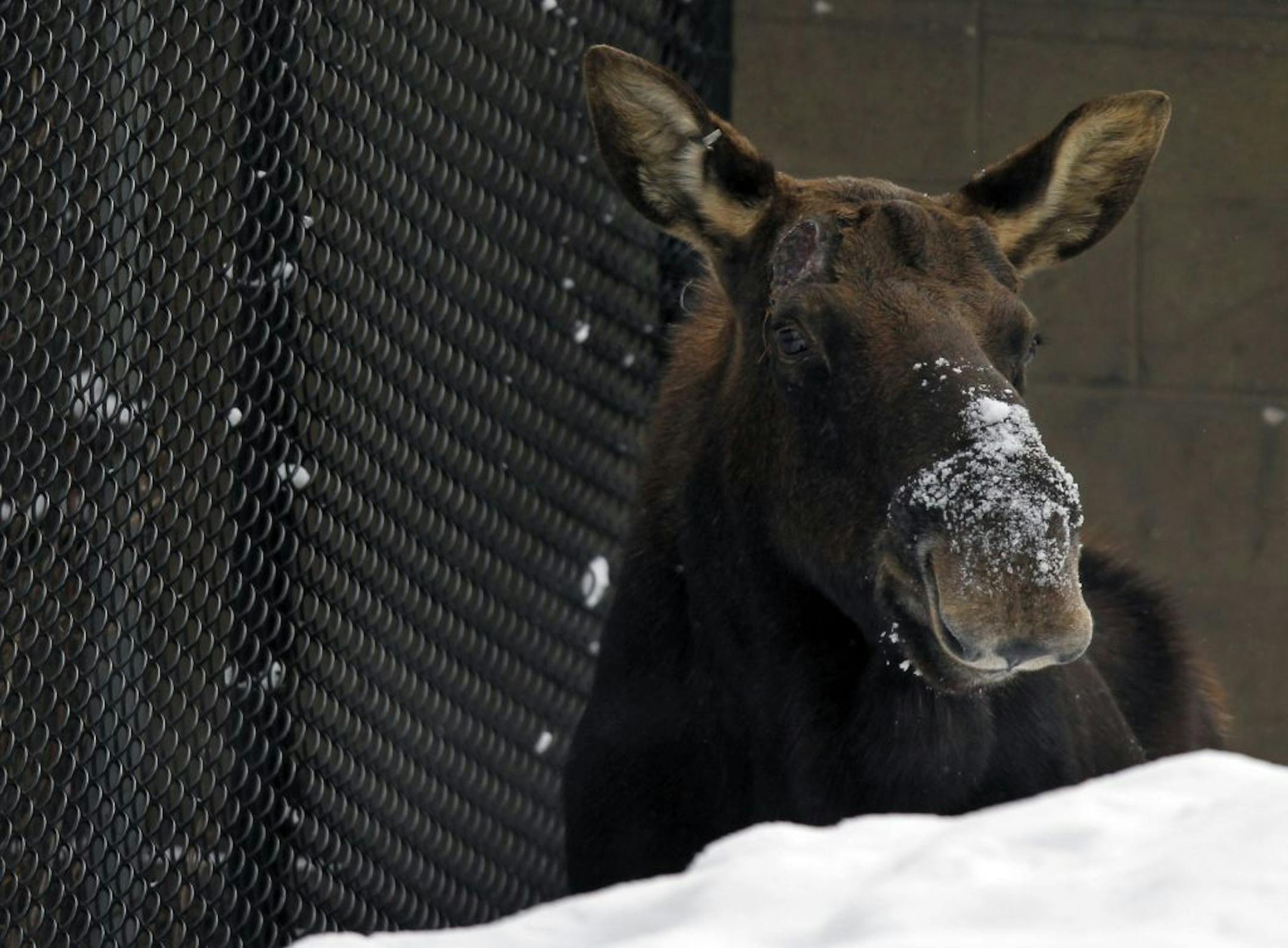 Steve, a 6-year-old moose, is a favorite at the Minnesota Zoo.