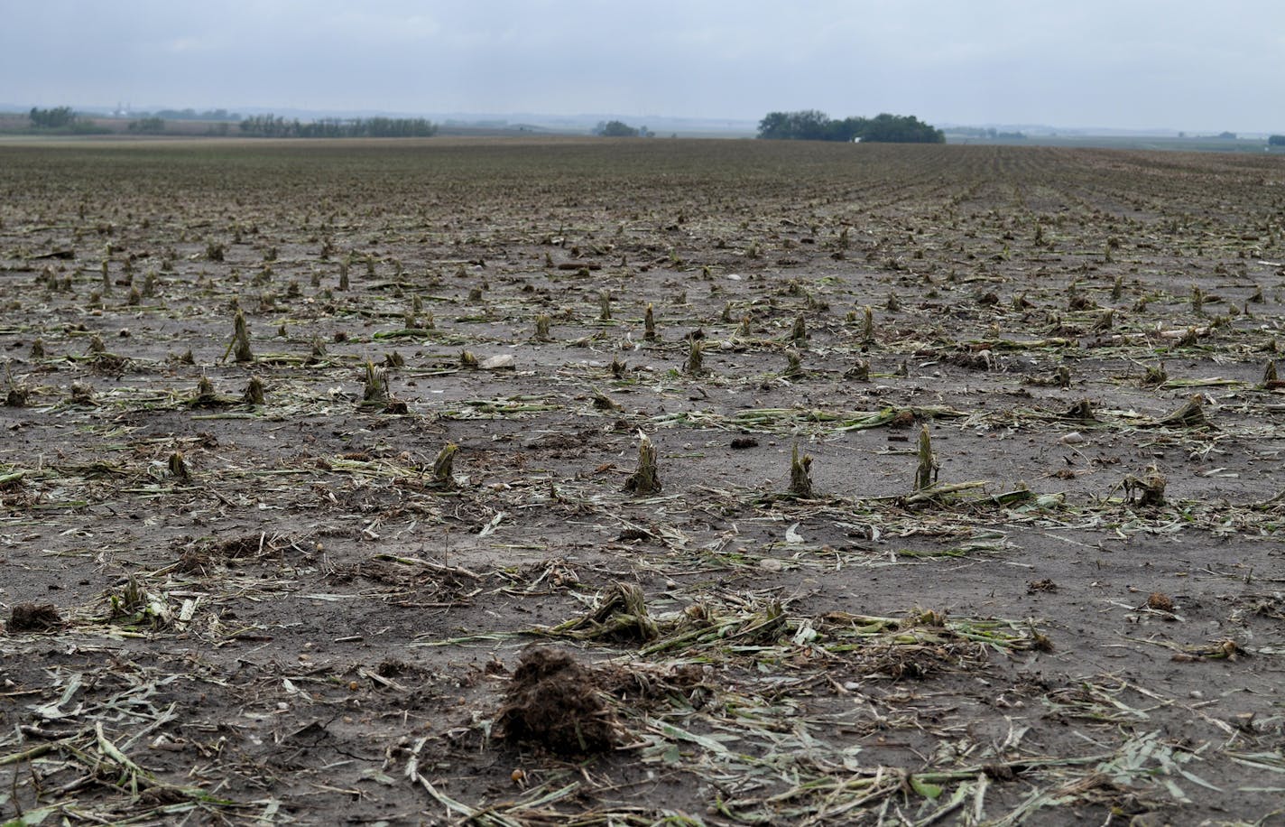 Wind-driven hail trashed the plants in this cornfield in Nobles County in the southwest corner of Minnesota.