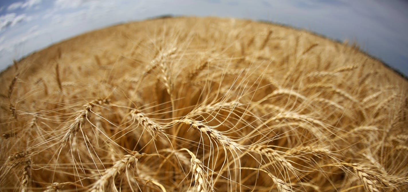 Wheat acreage has been continually declining for years, as more farmers plant corn and soybeans. The latter, particularly corn, offer better investment returns, and yield growth in corn and beans has far outpaced that of wheat. Plus, corn and beans use GMO seeds, which cut down on farmers' work and labor costs, and can increase yields. In the world of wheat, GMO is forbidden. Here Jay Nord harvests wheat from an 80 acre plot near Wolverton, MN. ] BRIAN PETERSON &#x201a;&#xc4;&#xa2; brianp@startr