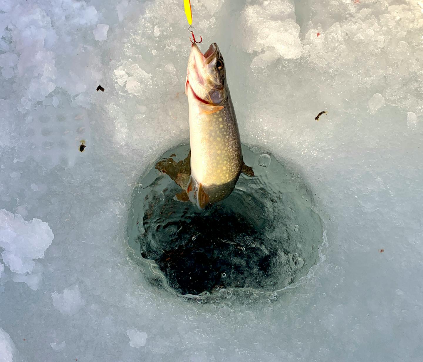 A venture off the Gunflint Trail leads, through snow and over thick ice, to  lake trout