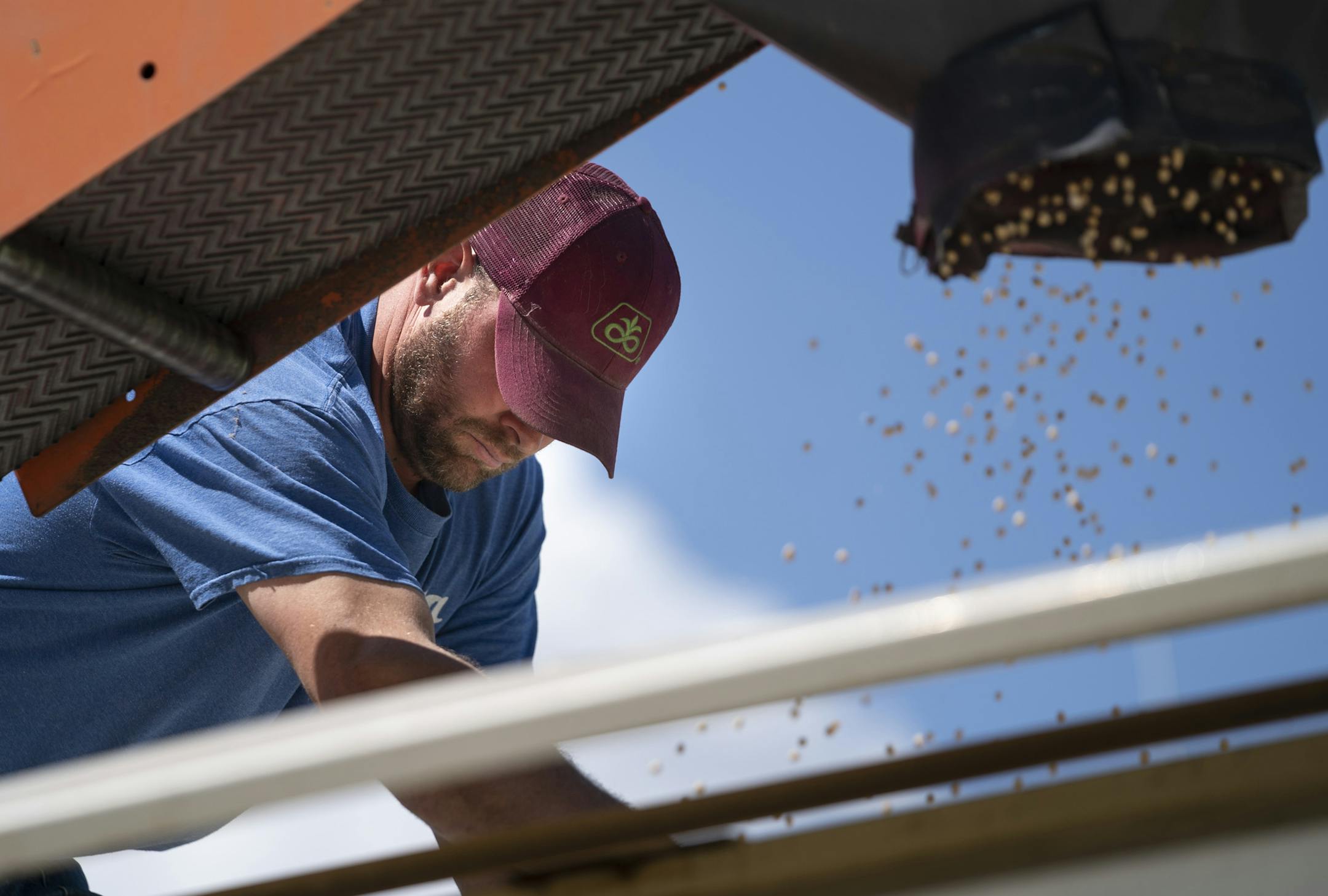 Brent Fuchs filled soybean seed into the trailer of Connie Cihak who was eager to plant her fields having had to wait so long because of wet conditions. Fuchs is Cihak's seed dealer and has had to change her seed order four times to account for the late season. They are in Dundas, Minn., on Monday, June 10, 2019. Cihak says they won't be able to plant 600 acres of their 1700 acre farm. ] RENEE JONES SCHNEIDER ¥ renee.jones@startribune.com