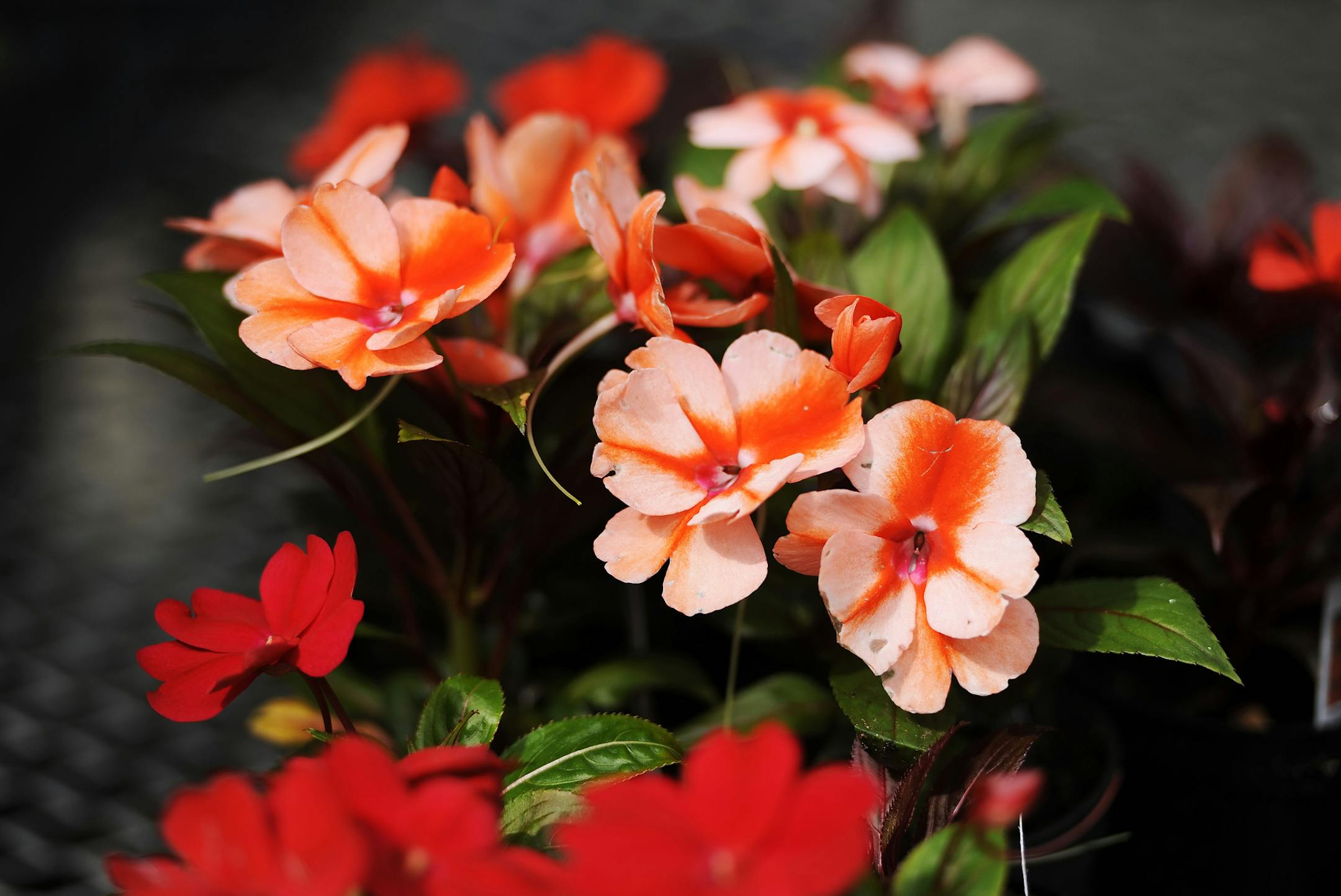 Apricot Cream New Guinea Impatiens are among the flowers available during the Hoosier Hills Career Center Agriculture program's annual plant sale in Bloomington, Ind., Thursday, May 8, 2014. (AP Photo/The Herald-Times, Chris Howell)