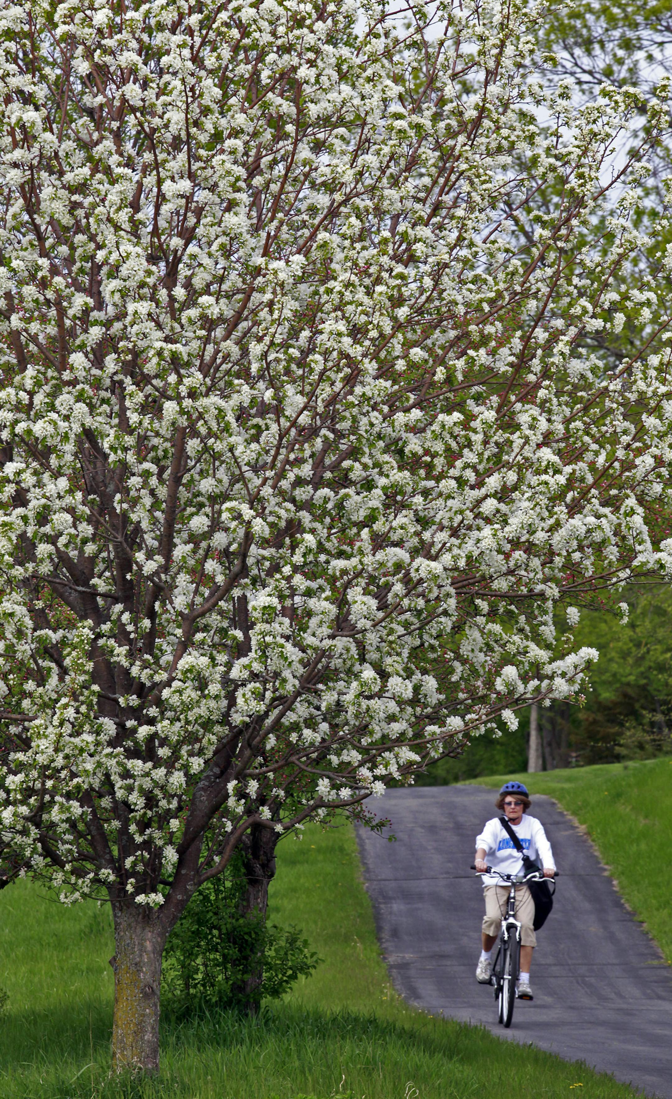 MARLIN LEVISON ‚Ä¢ mlevison@startribune.com The many vistas of the 12-mile Hastings bike and pedestrian loop. IN THIS PHOTO:The bike trail winds under flowering grab apple trees on the south side of Hastings. ORG XMIT: MIN2012120516555409
