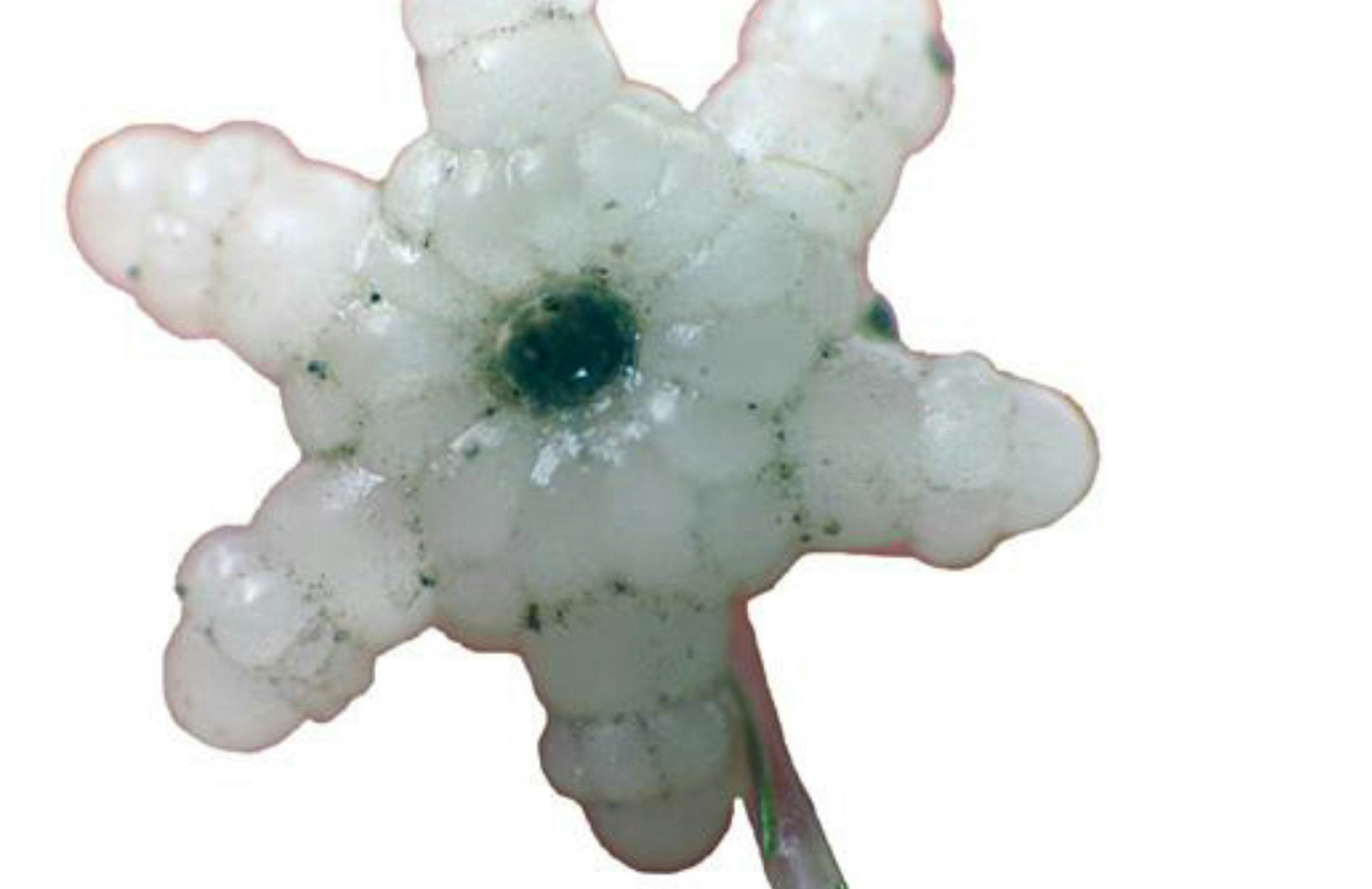 Photo provided by Carroll Schaal/ Wisconsin Department of Natural Resources A close-up of the starry stonewort bulbil.