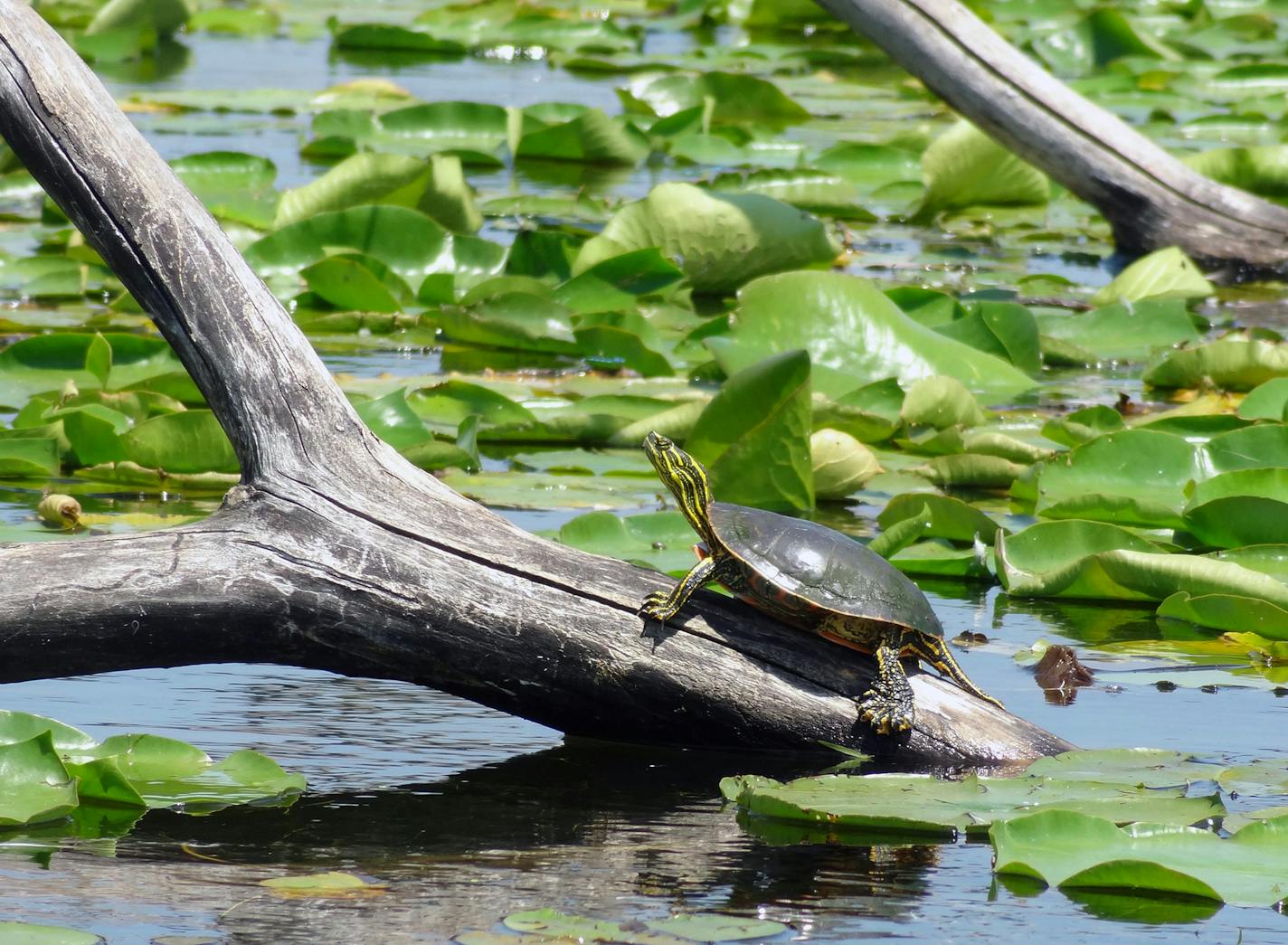 A painted turtle got sunshine at Minnesota Valley National Wildlife Refuge.