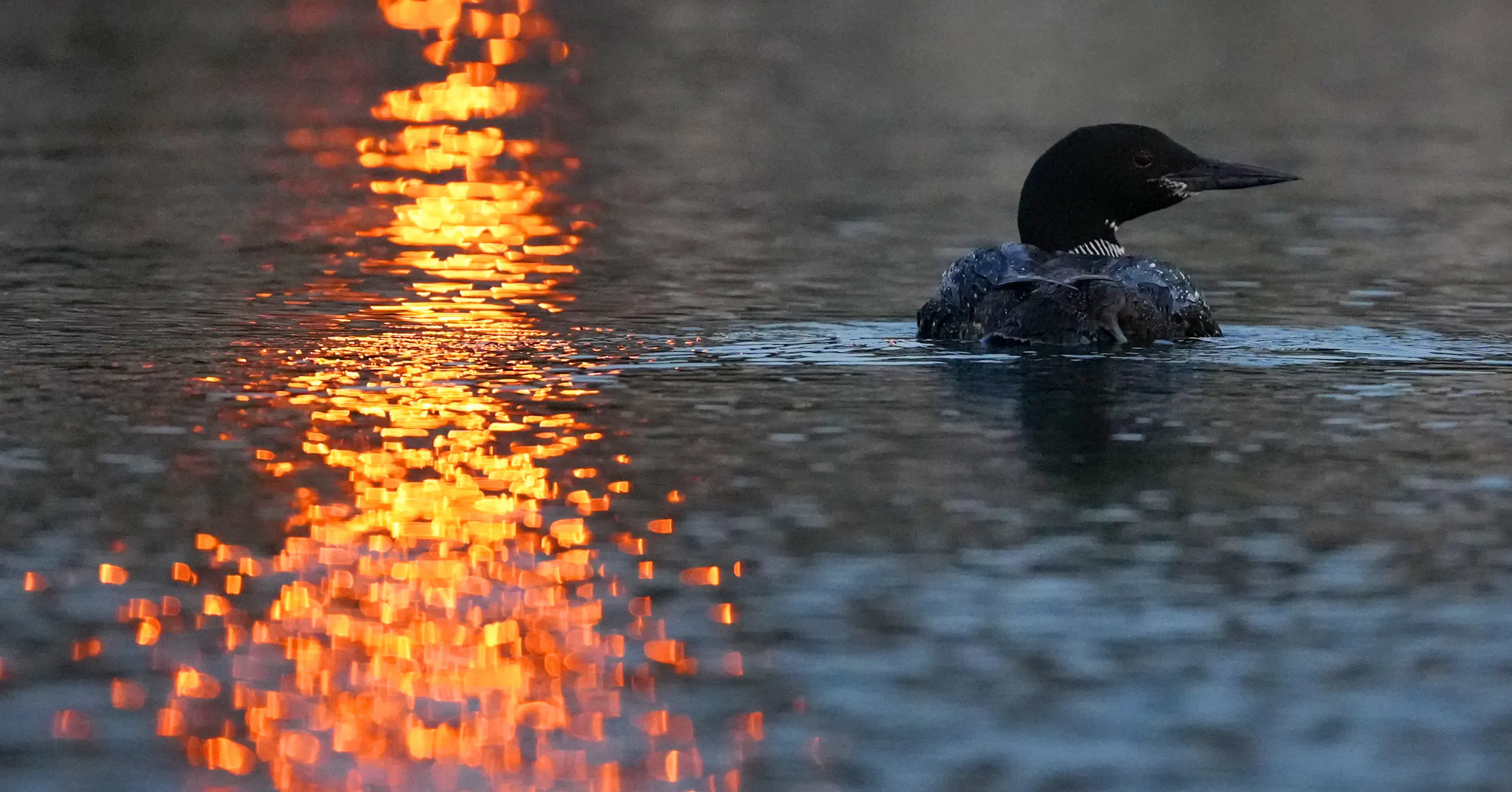 Loon Rising Mn Normally loners, loons are converging on northern Minnesota lakes to ...