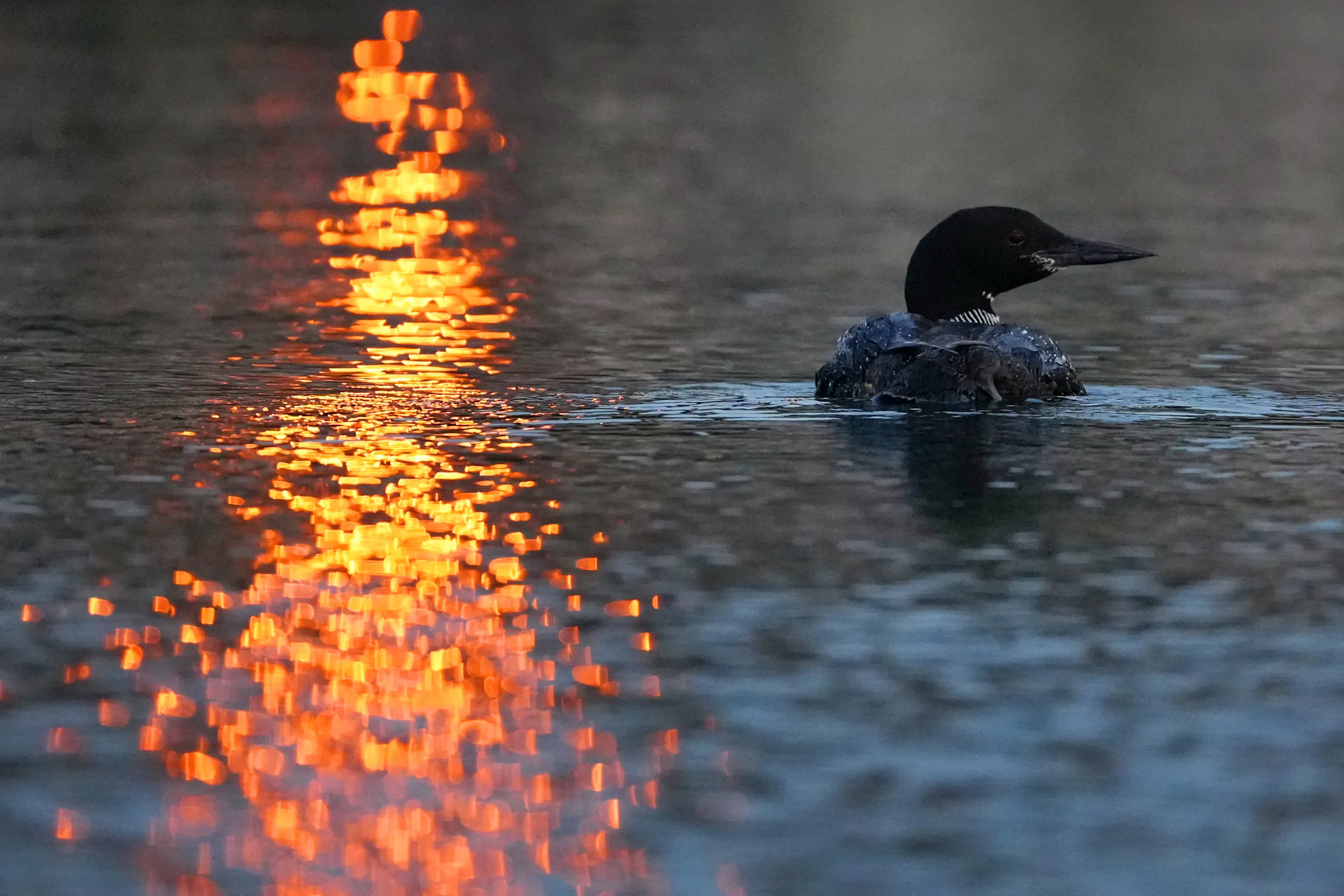 Normally loners, loons are converging on northern Minnesota lakes to ...