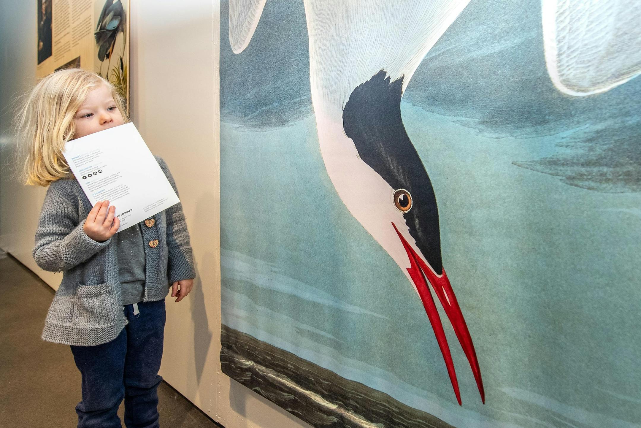 Young visitor to "Audobon Animated" at the Bell Museum.
Joe Szurszewski