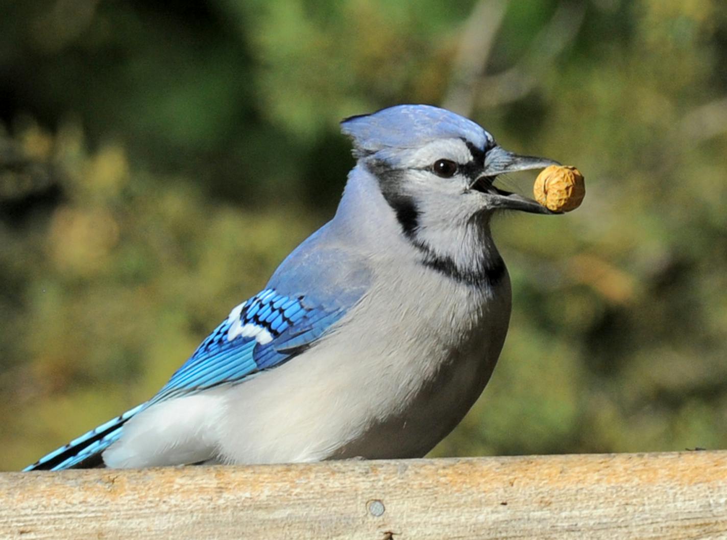 A blue jay with a peanut in its beak.