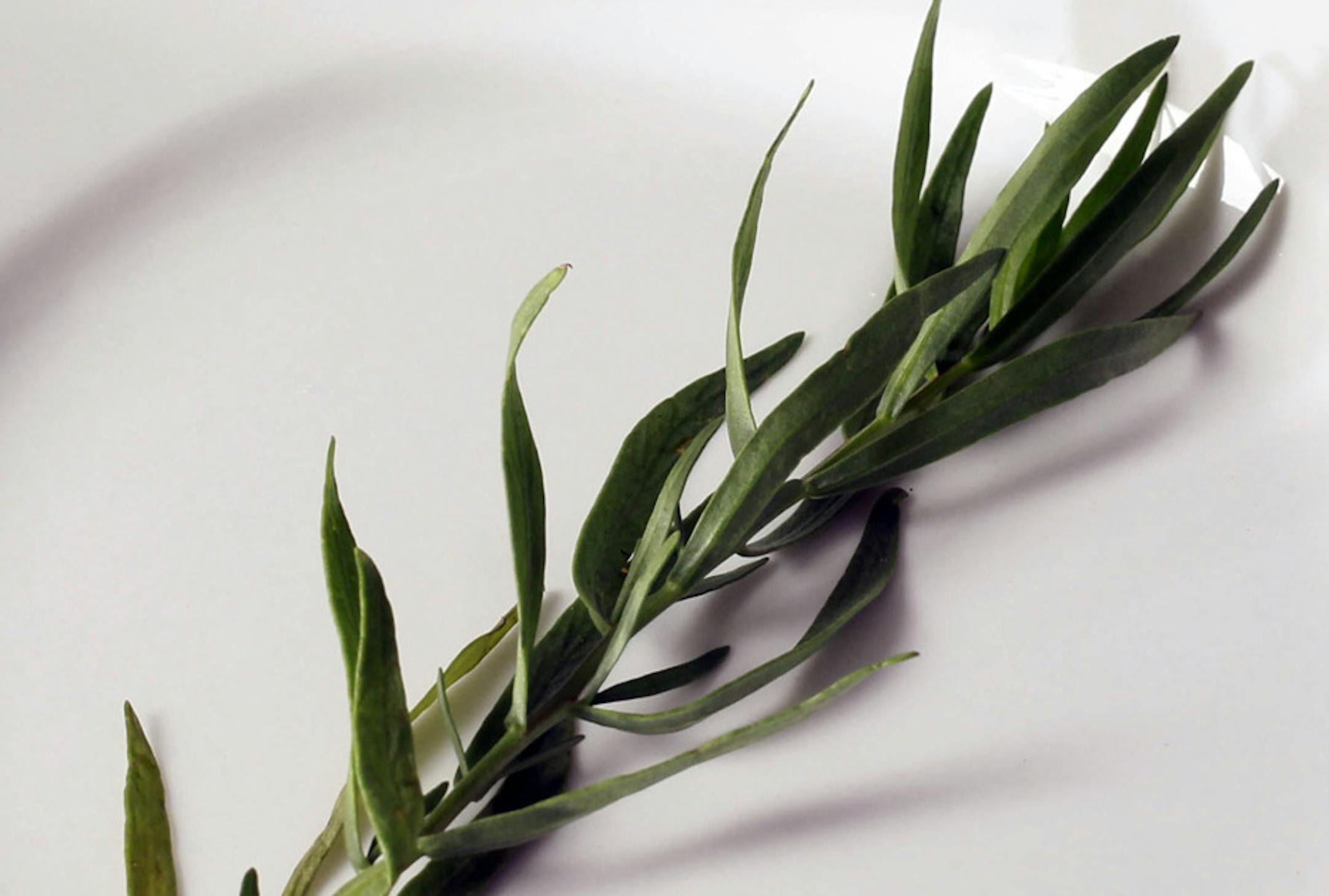 SH12D022TARRAGON April 2, 2012 -- Tarragon, that most vernal of ingredients. (SHNS photo by Amy E. Voigt / The Toledo Blade)