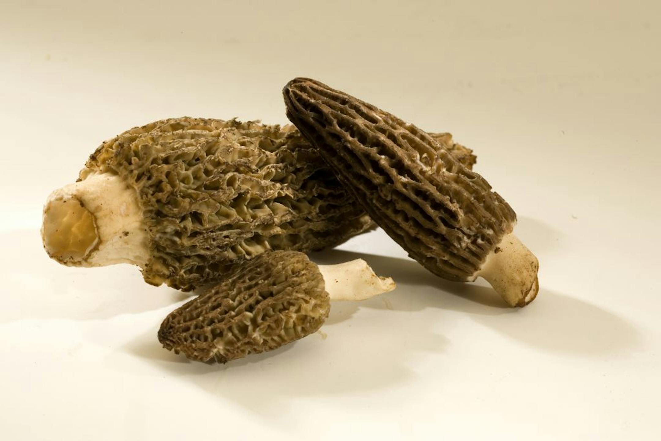 Morels mushrooms? Bizarre? Hardly.