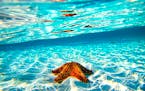 Zach Stadler of Northfield. The vibrant colors of the starfish and how they disappear in the surface of the water struck me. About Exuma Cays: It is s